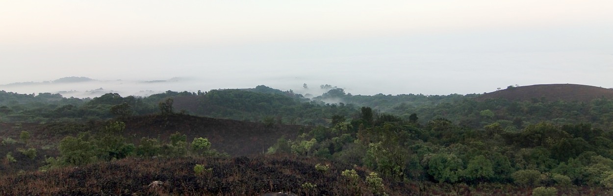Kodagu Coffee Plantation