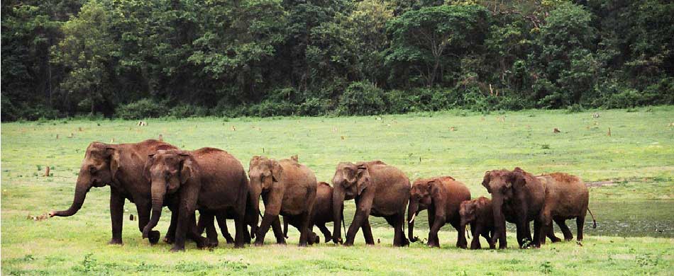 Nagarhole National Park