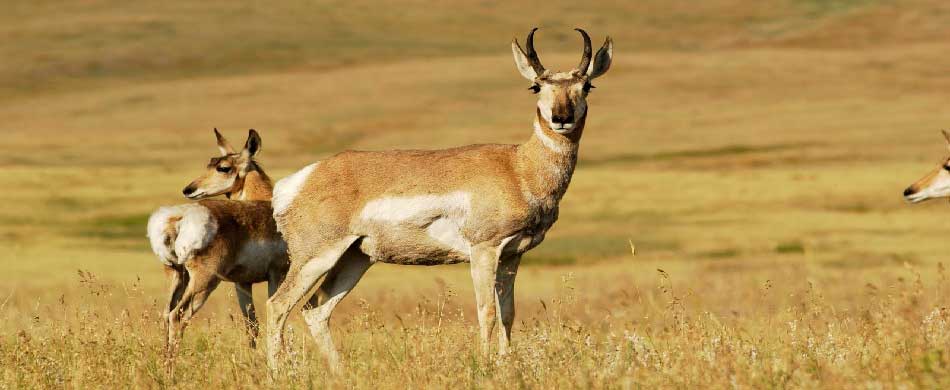 Nagarhole National Park