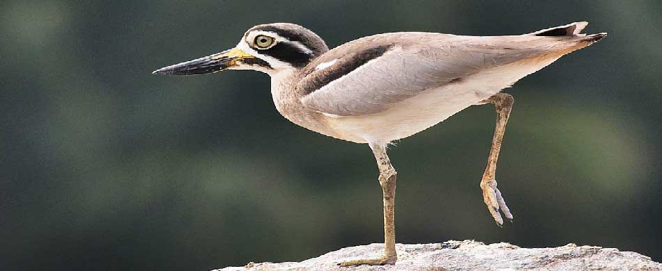 Ranganathittu Bird Sanctuary