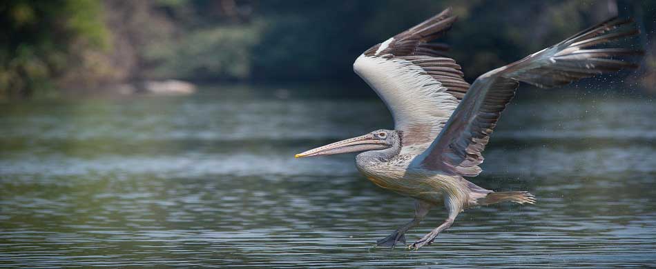 Ranganathittu Birds Sanctuary