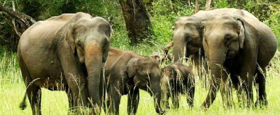 National Park Bandipur