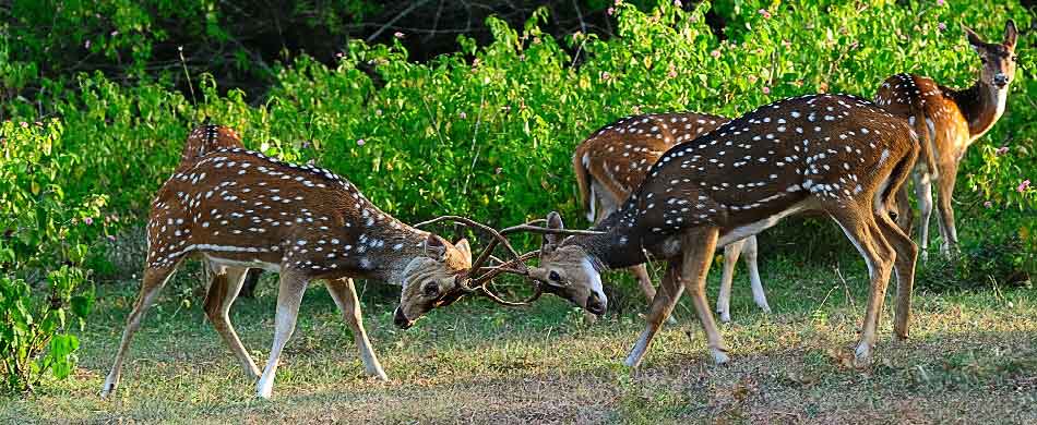 Bandipur National Park