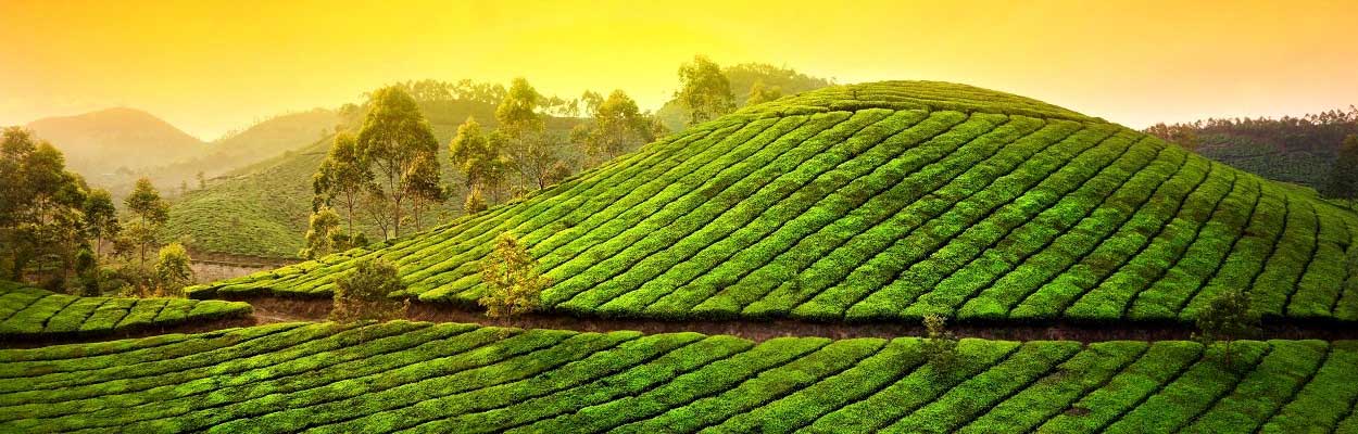 Munnar Tea Garden