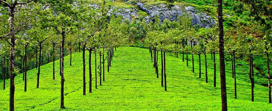 Munnar Hill Station