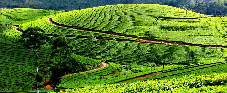 Munnar Tea Garden