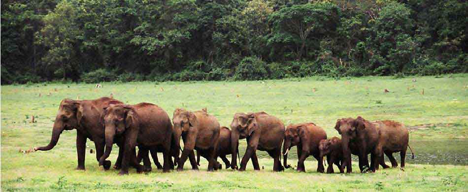 Thekkady Wildlife Sanctuary