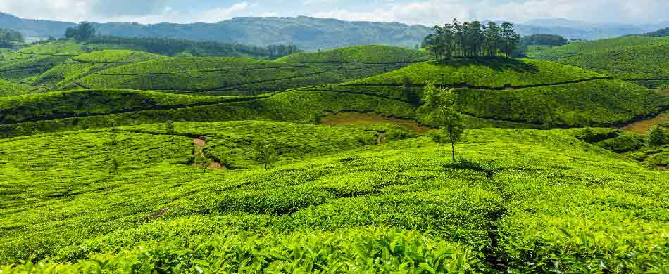 Wayanad Hills Station