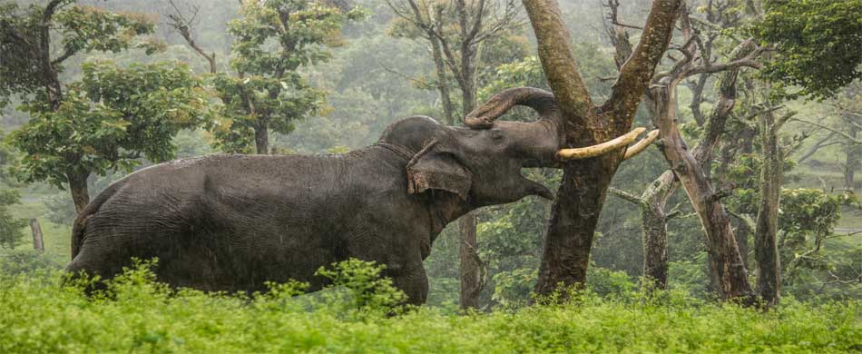 Mudumalai