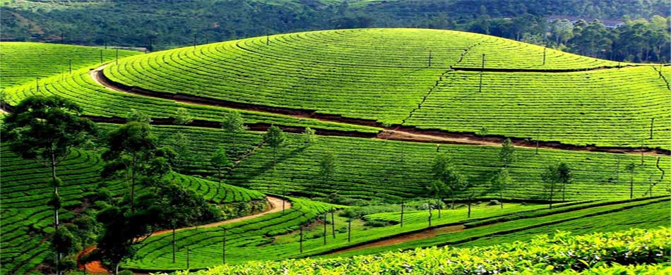 Ooty Tea Garden